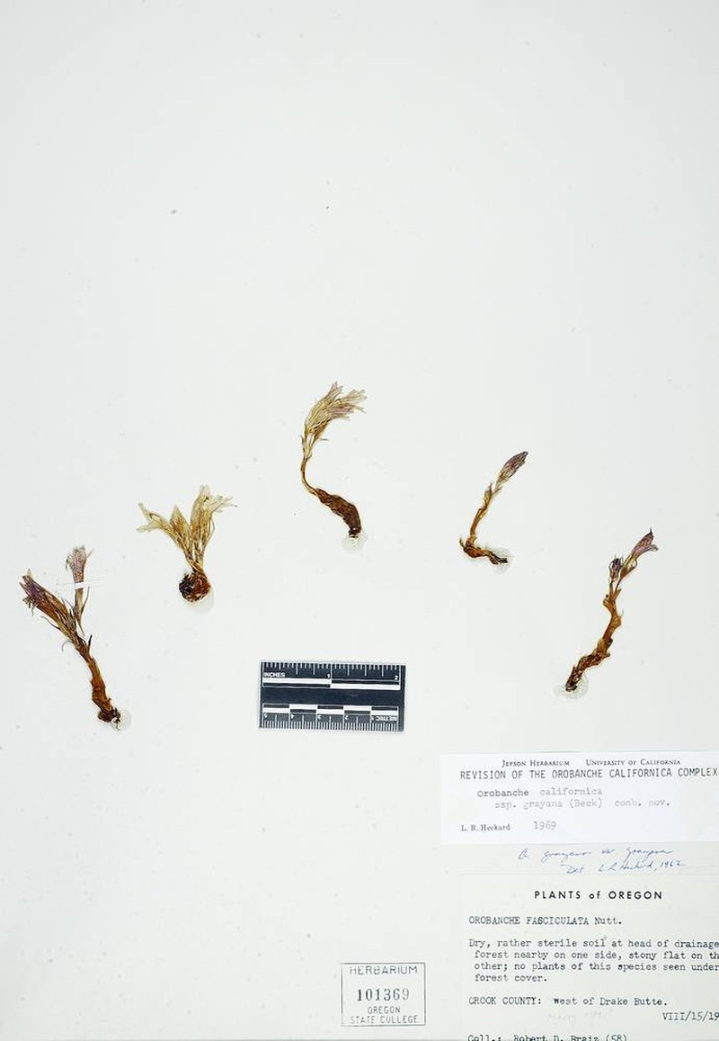 Orobanche californica subsp. grayana photo 4