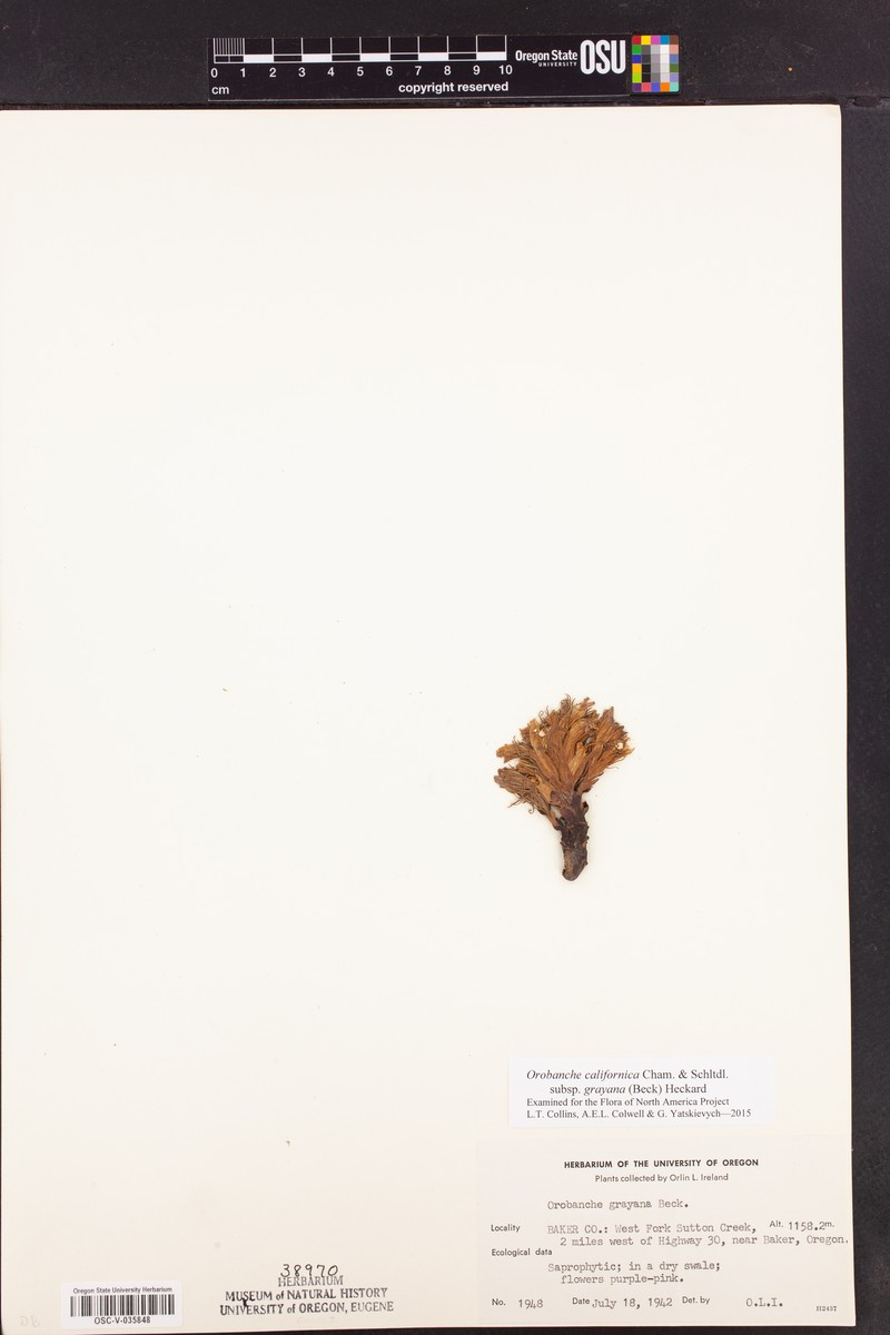 Orobanche californica subsp. grayana photo 5