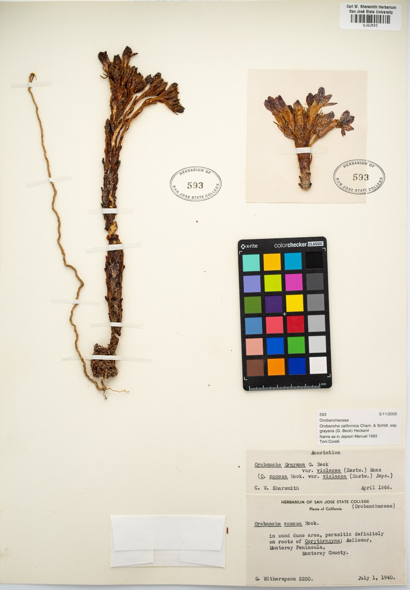 Orobanche californica subsp. grayana photo 6