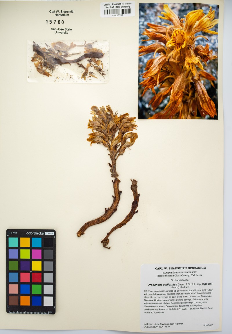 Orobanche californica subsp. jepsonii