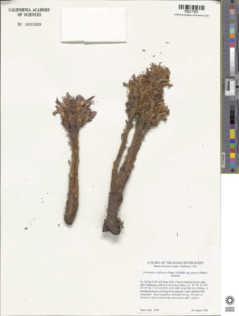 Orobanche californica subsp. jepsonii photo 2