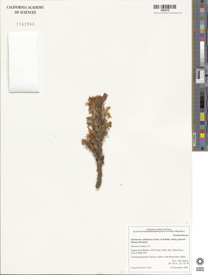 Orobanche californica subsp. jepsonii photo 3