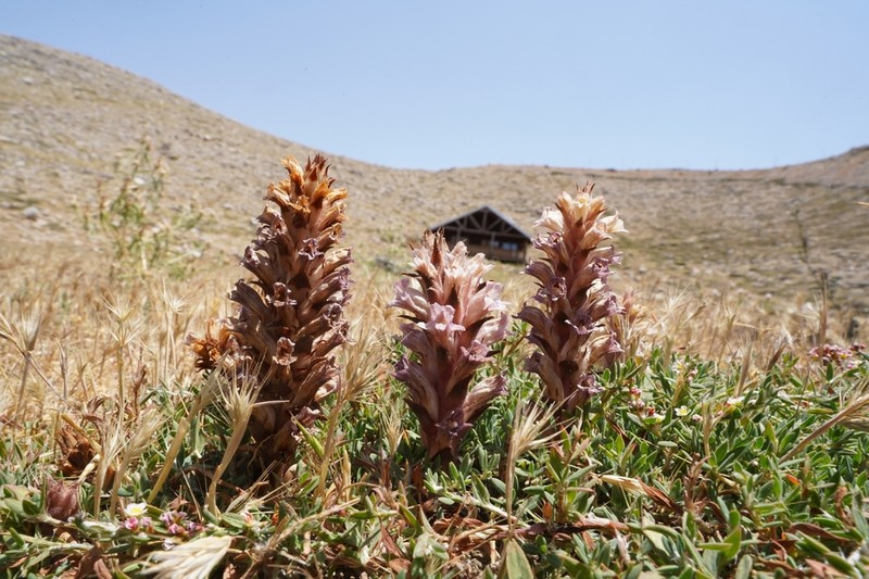 Orobanche camptolepis