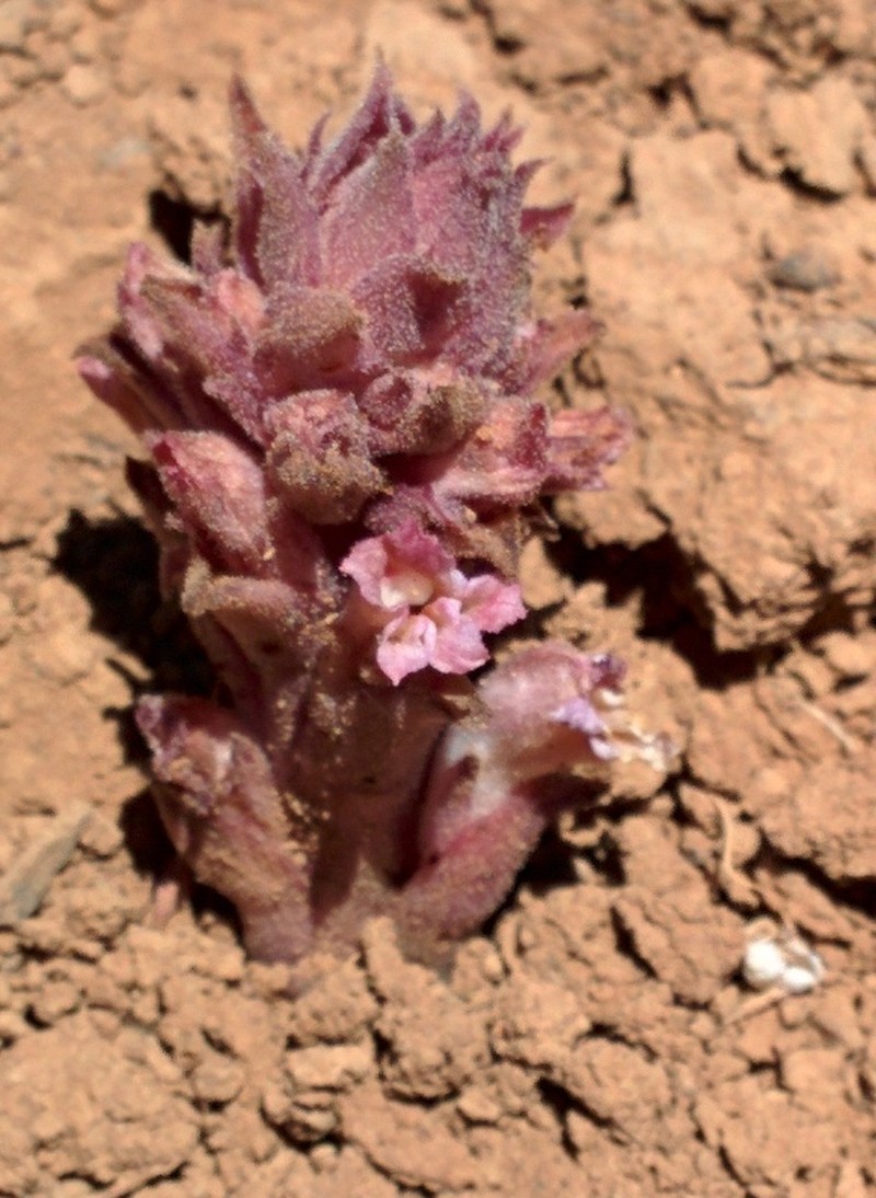 Orobanche camptolepis photo 2