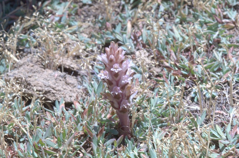Orobanche camptolepis photo 3