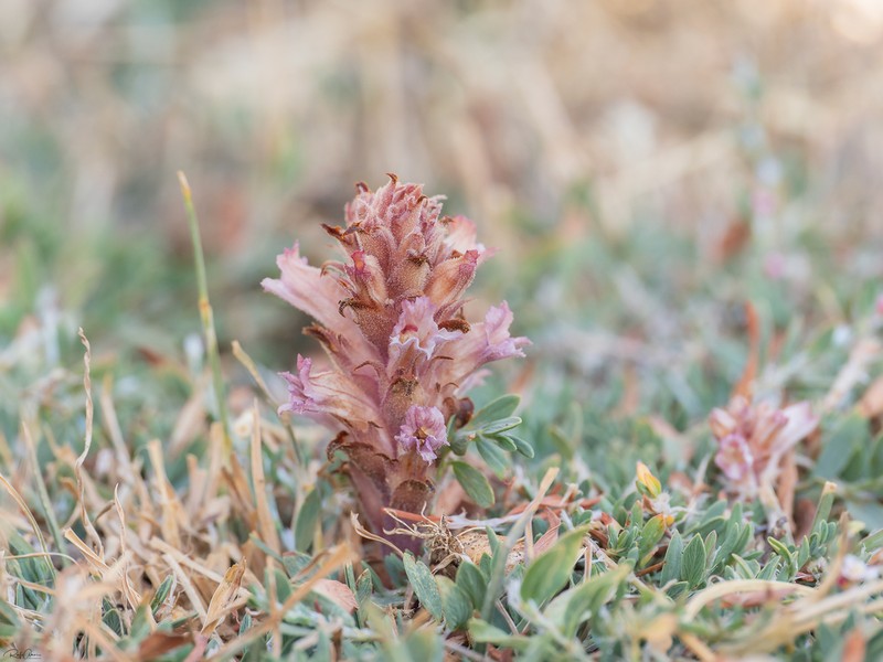 Orobanche camptolepis photo 4