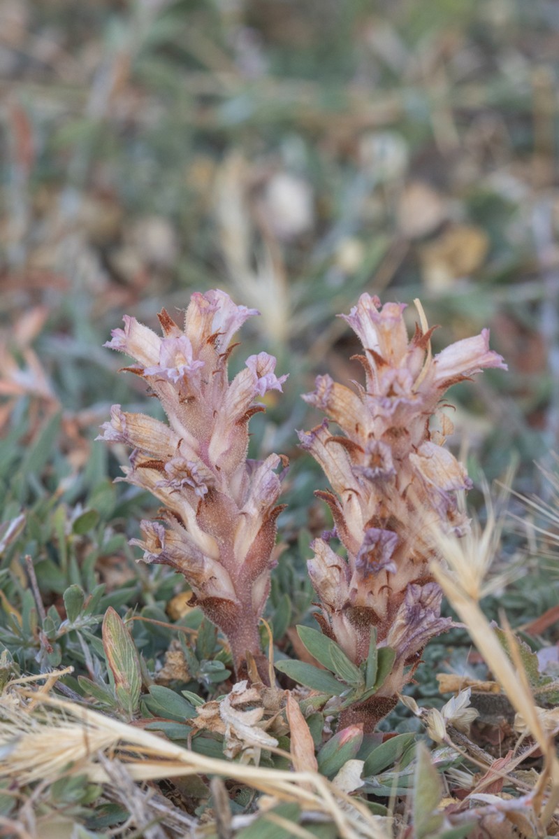 Orobanche camptolepis photo 5