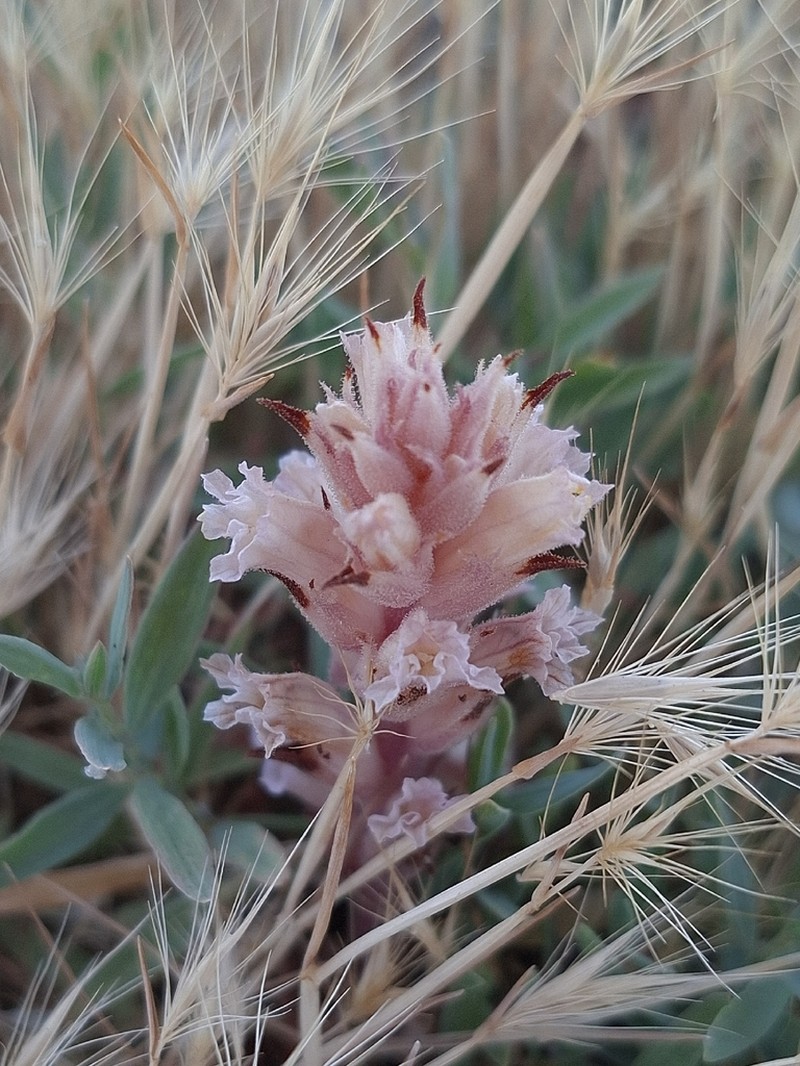 Orobanche camptolepis photo 6