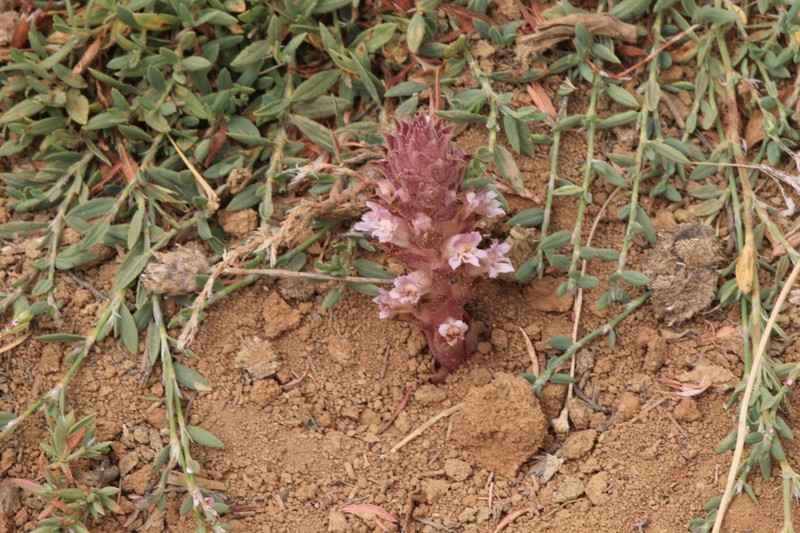 Orobanche camptolepis photo 7
