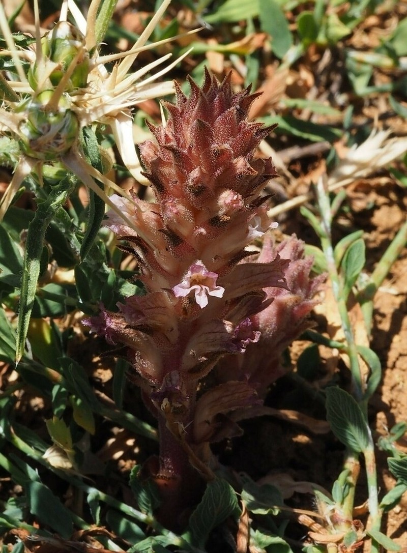 Orobanche camptolepis photo 8