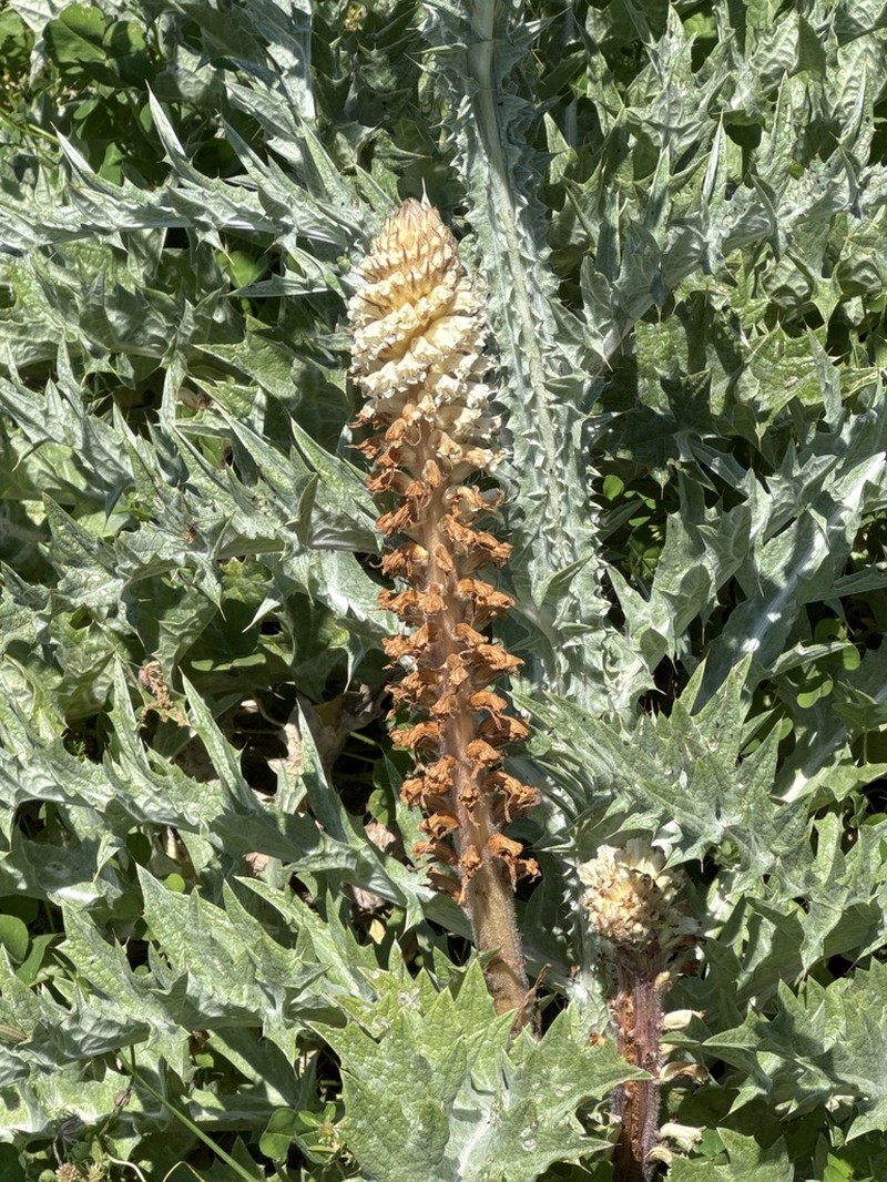 Orobanche canescens