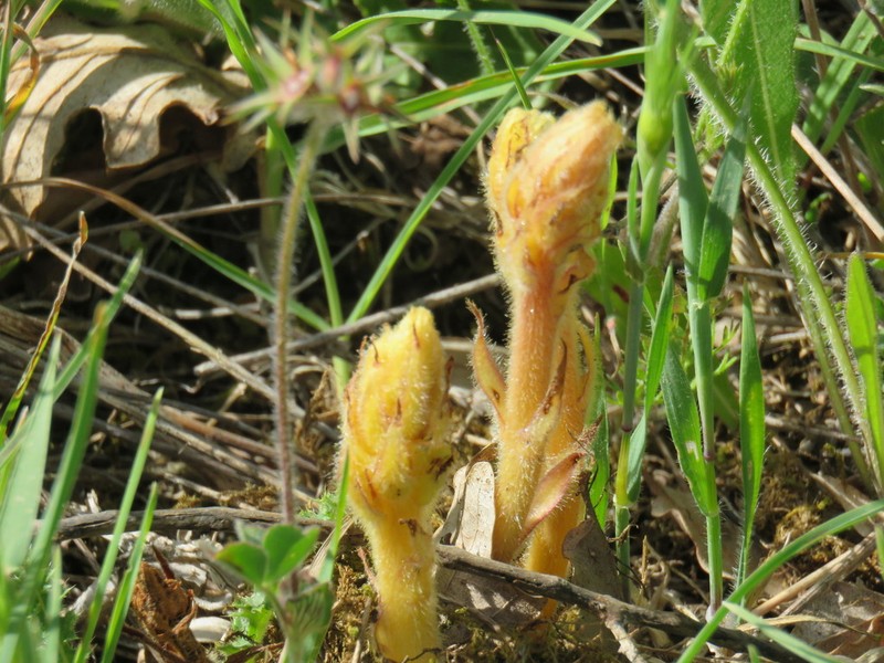 Orobanche canescens photo 2