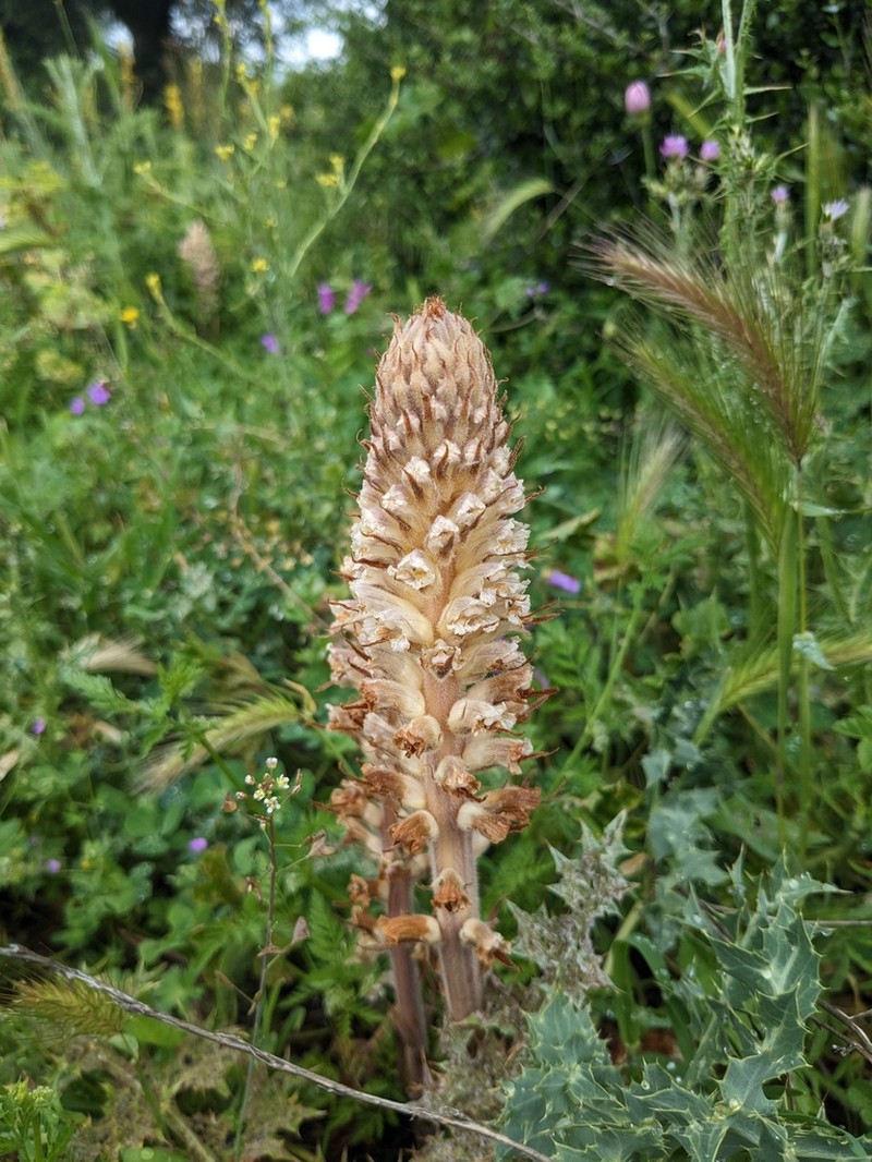 Orobanche canescens photo 3
