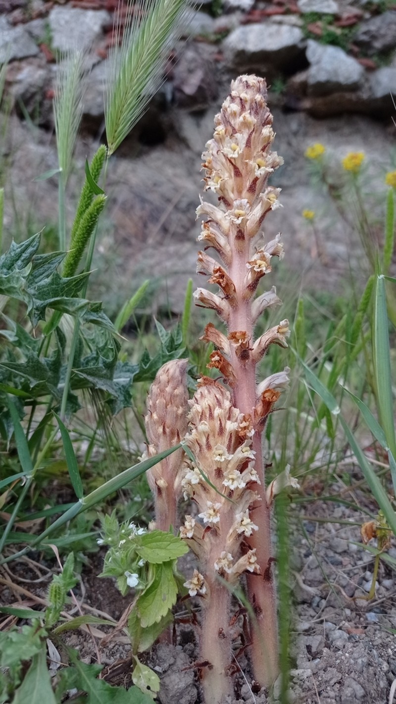 Orobanche canescens photo 4