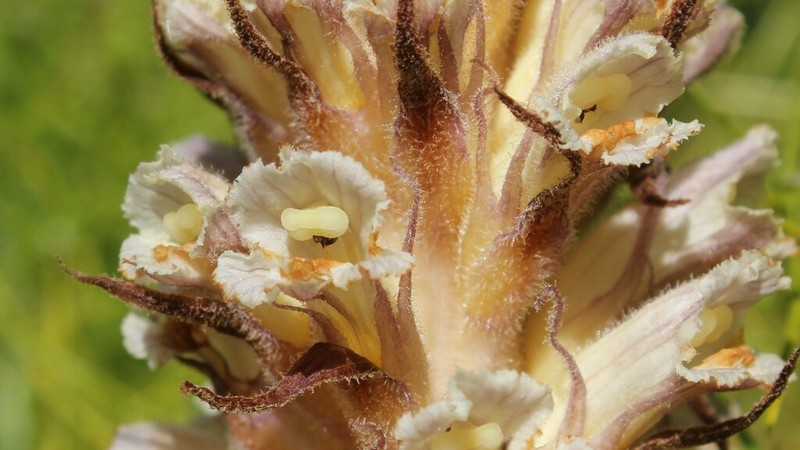 Orobanche canescens photo 5