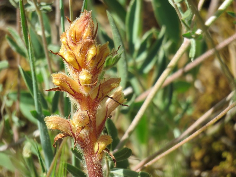 Orobanche canescens photo 6