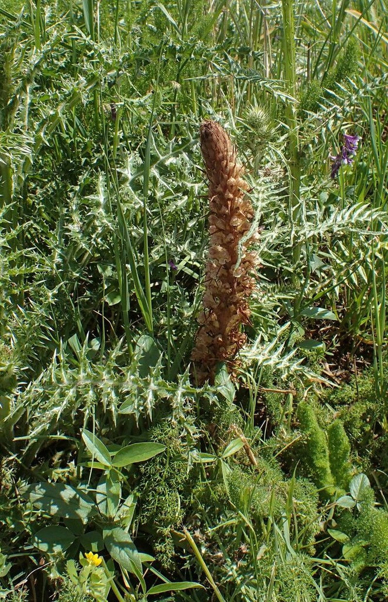 Orobanche canescens photo 7