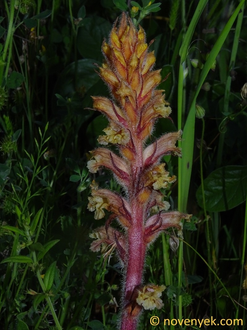 Orobanche canescens photo 8