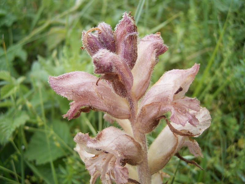 Orobanche caryophyllacea