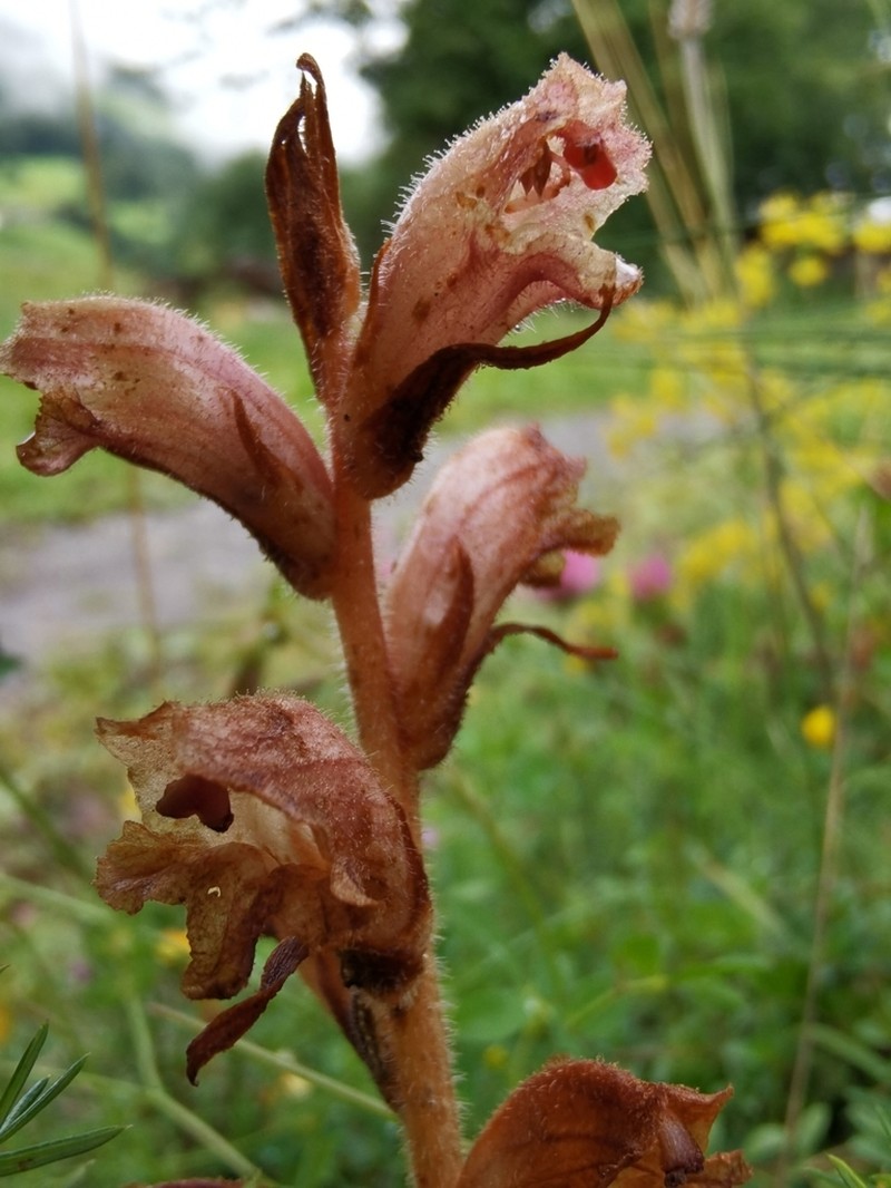 Orobanche caryophyllacea photo 2