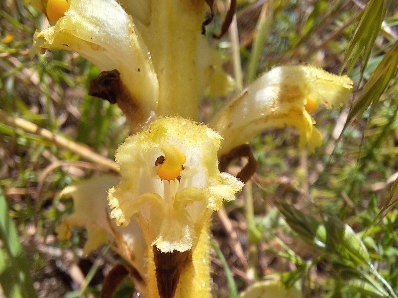 Orobanche caryophyllacea photo 3
