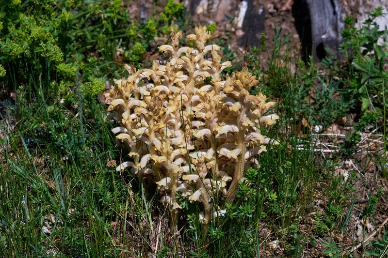 Orobanche caryophyllacea photo 4