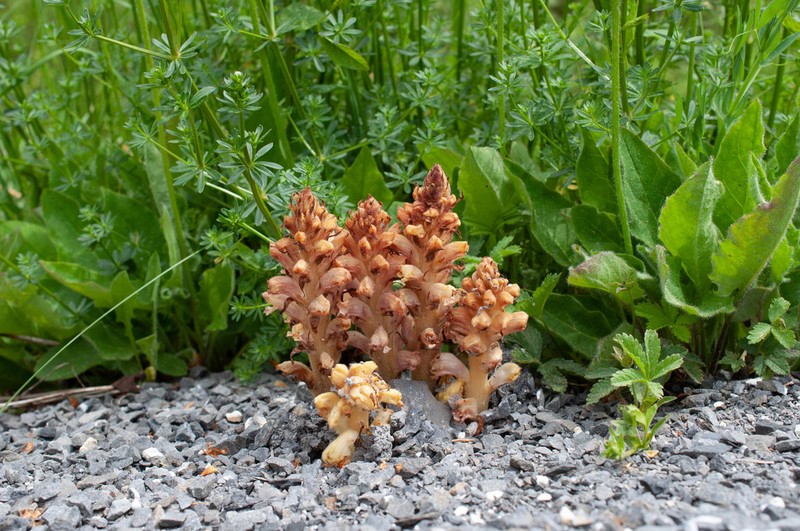 Orobanche caryophyllacea photo 5