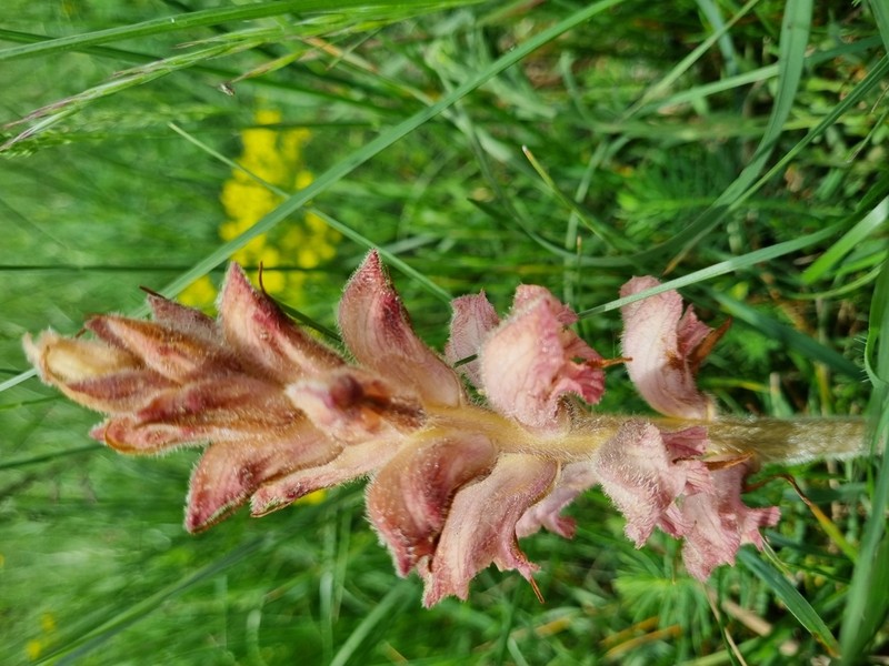 Orobanche caryophyllacea photo 6