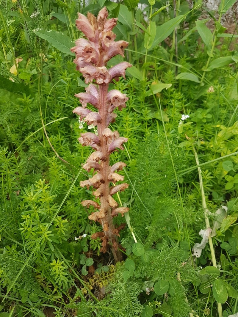 Orobanche caryophyllacea photo 7