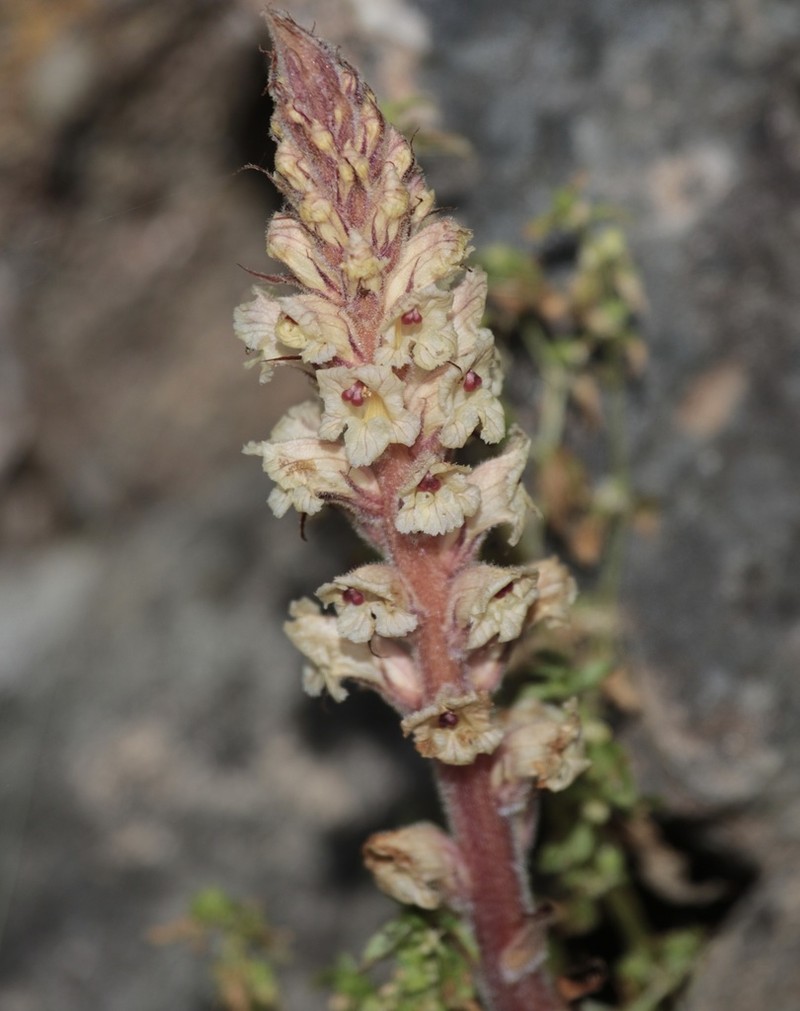 Orobanche castellana