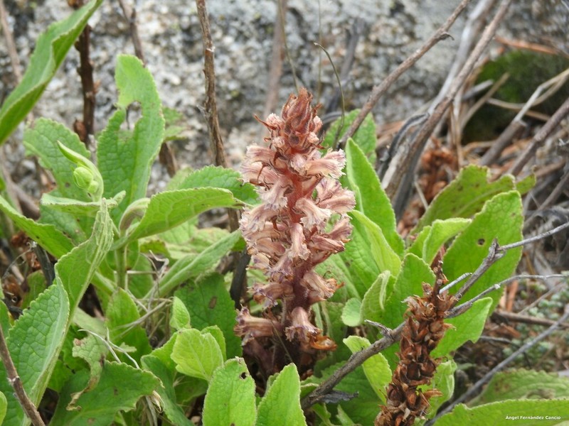 Orobanche castellana photo 2
