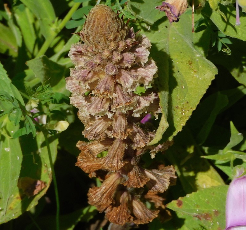 Orobanche castellana photo 3