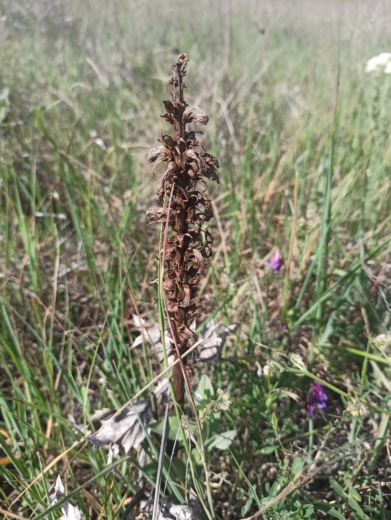 Orobanche castellana photo 4