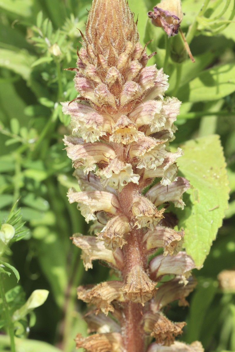 Orobanche castellana photo 5