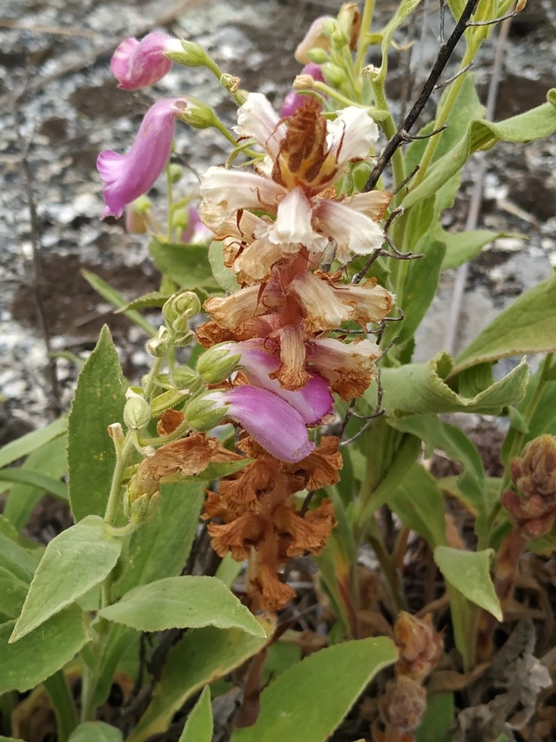 Orobanche castellana photo 6