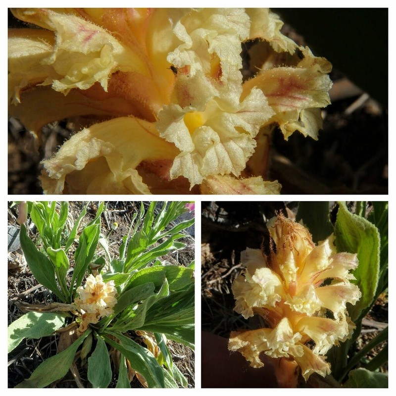 Orobanche castellana photo 7