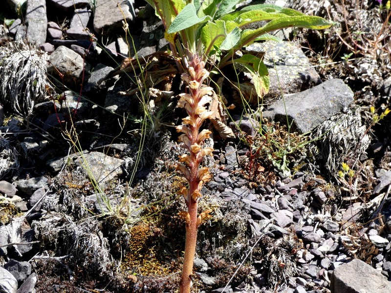 Orobanche castellana photo 8