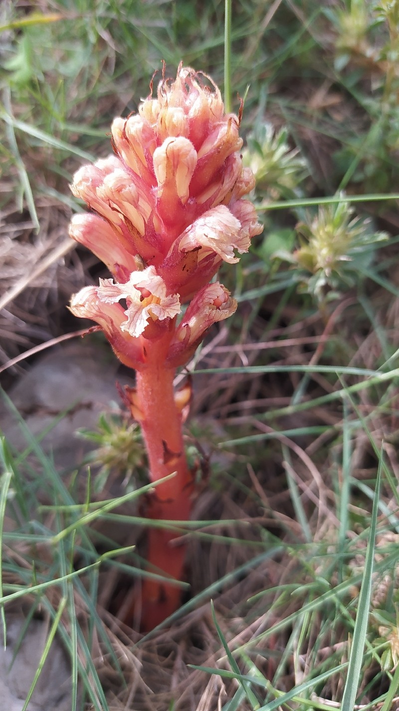 Orobanche centaurina photo 2