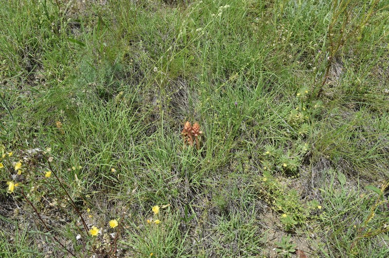 Orobanche centaurina photo 3