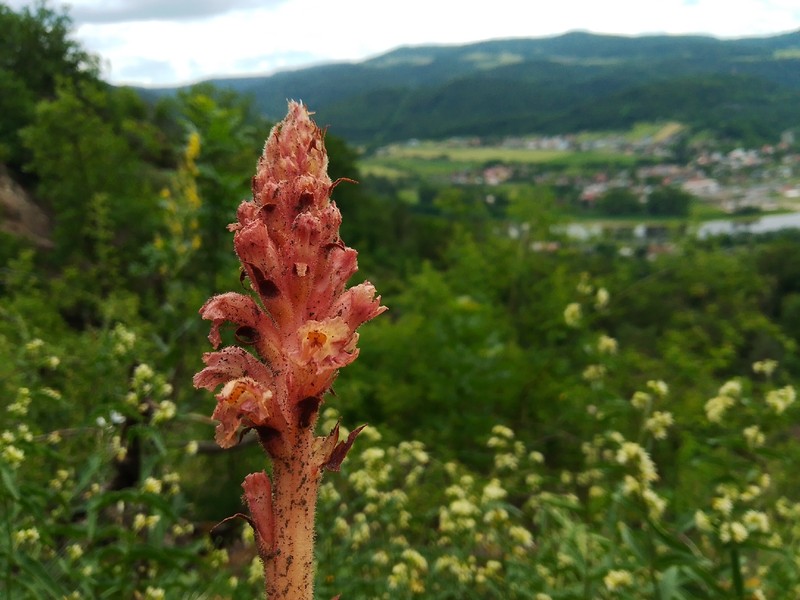 Orobanche centaurina photo 4