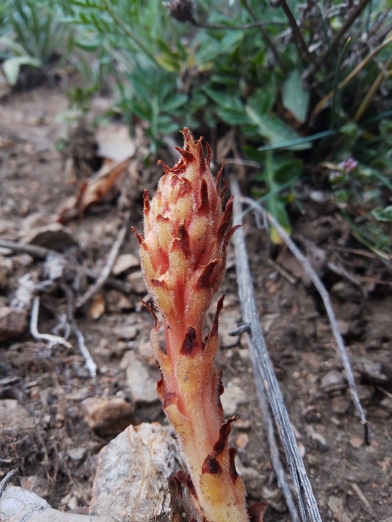 Orobanche centaurina photo 5