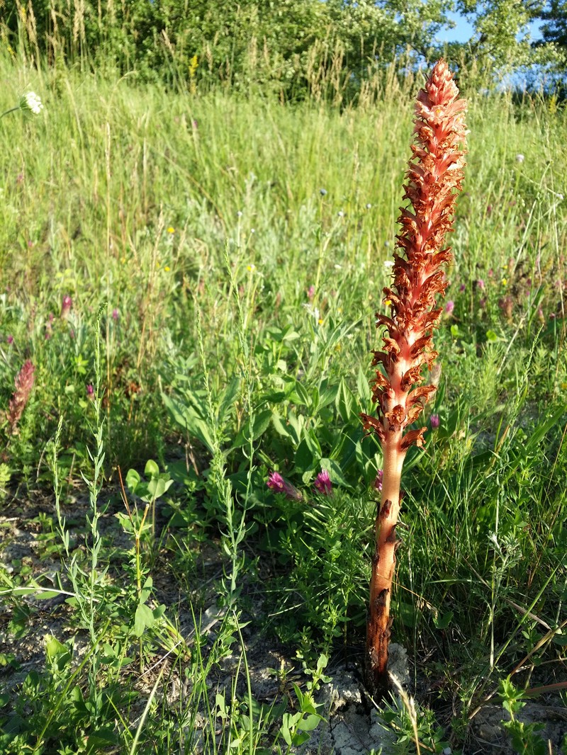 Orobanche centaurina