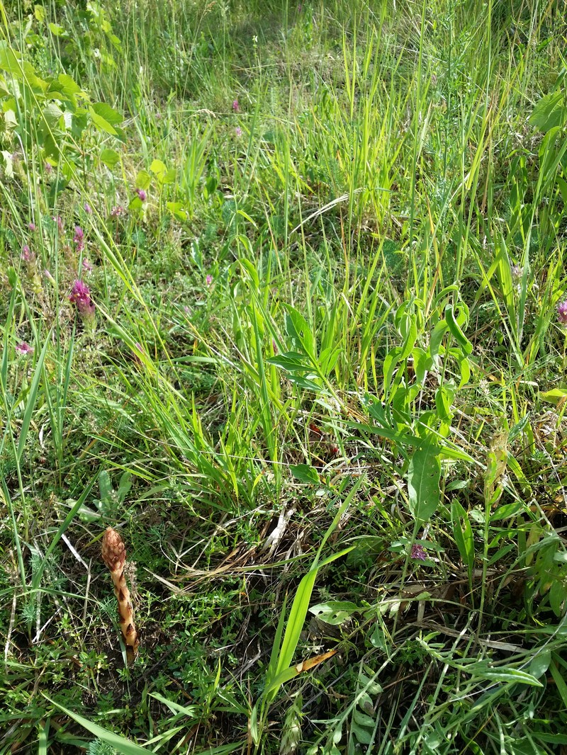 Orobanche centaurina photo 6