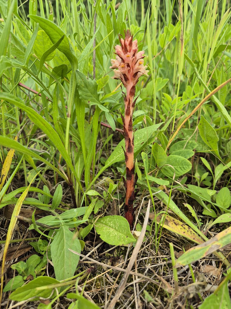 Orobanche centaurina photo 7