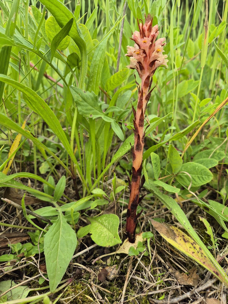 Orobanche centaurina photo 8