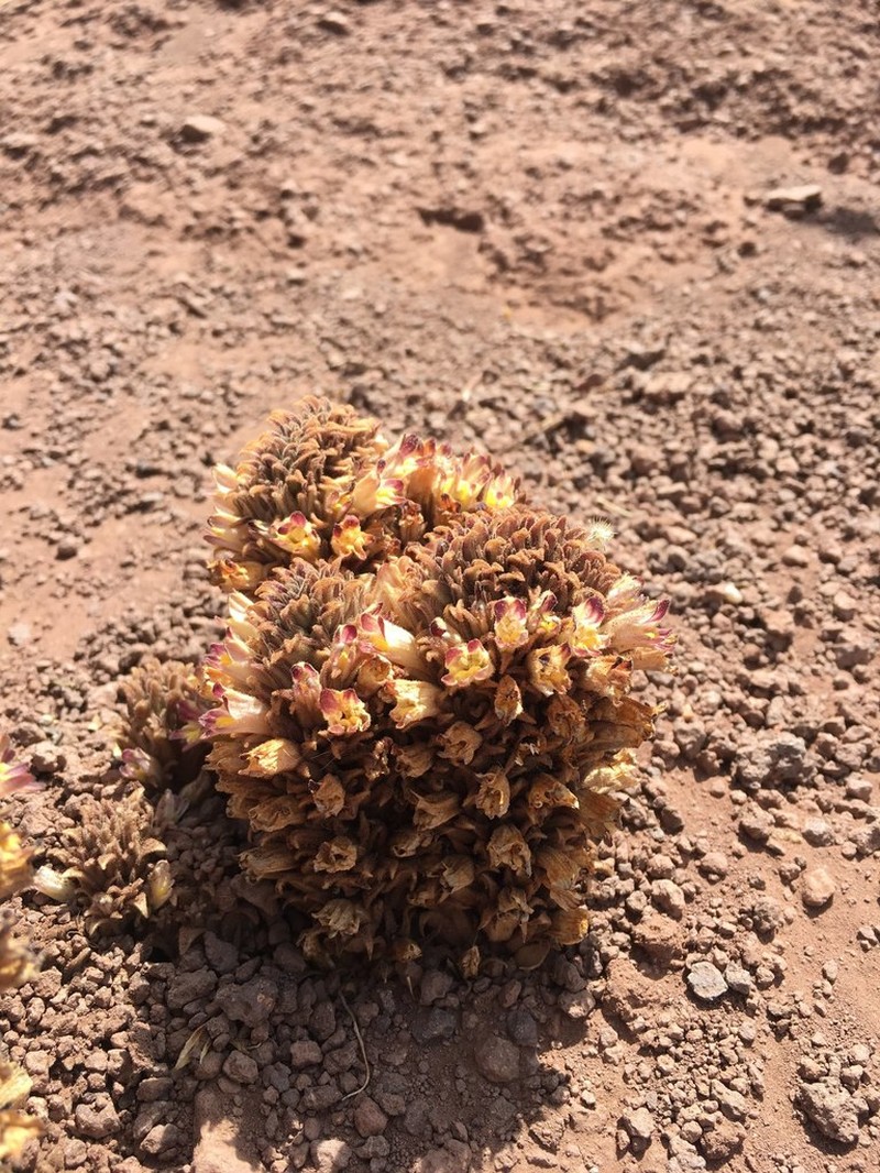 Orobanche chilensis