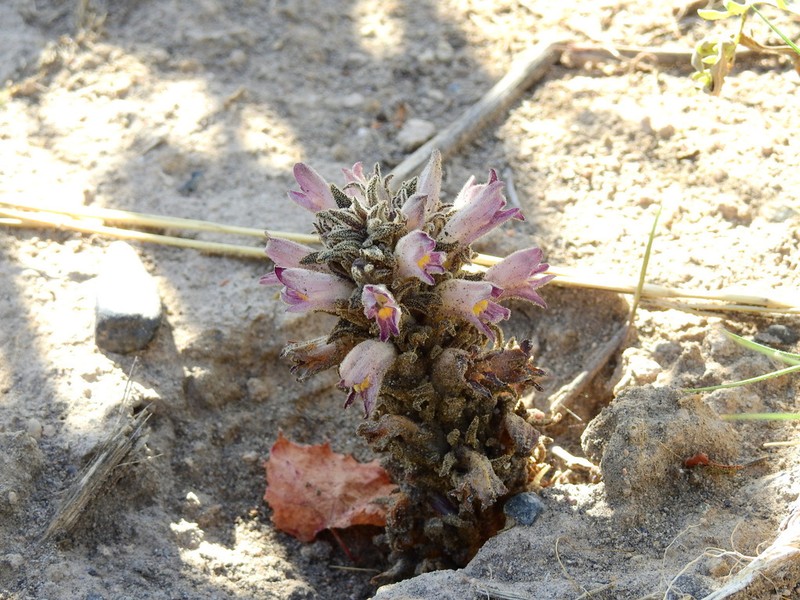 Orobanche chilensis photo 2
