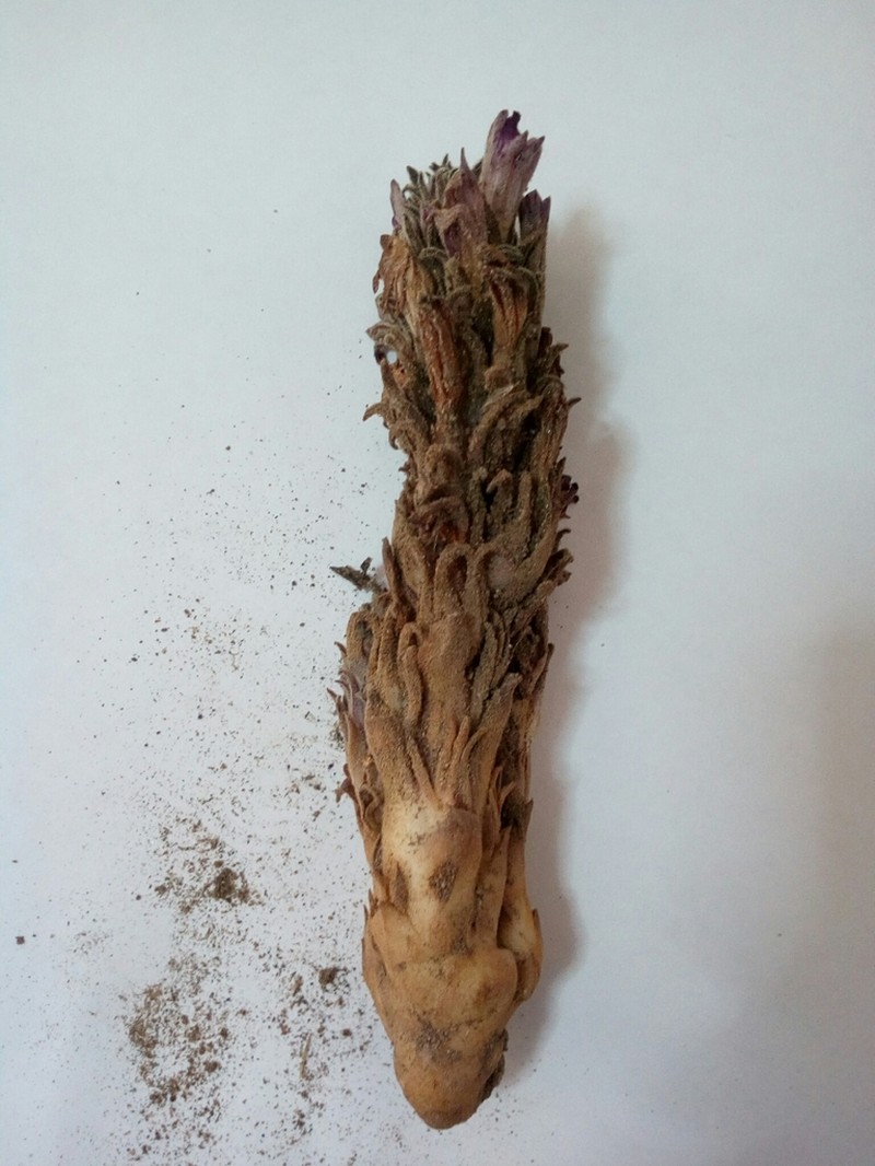 Orobanche chilensis photo 3