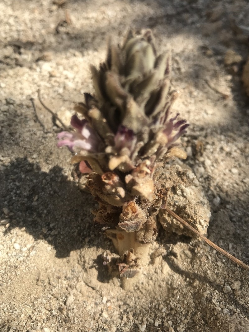 Orobanche chilensis photo 4