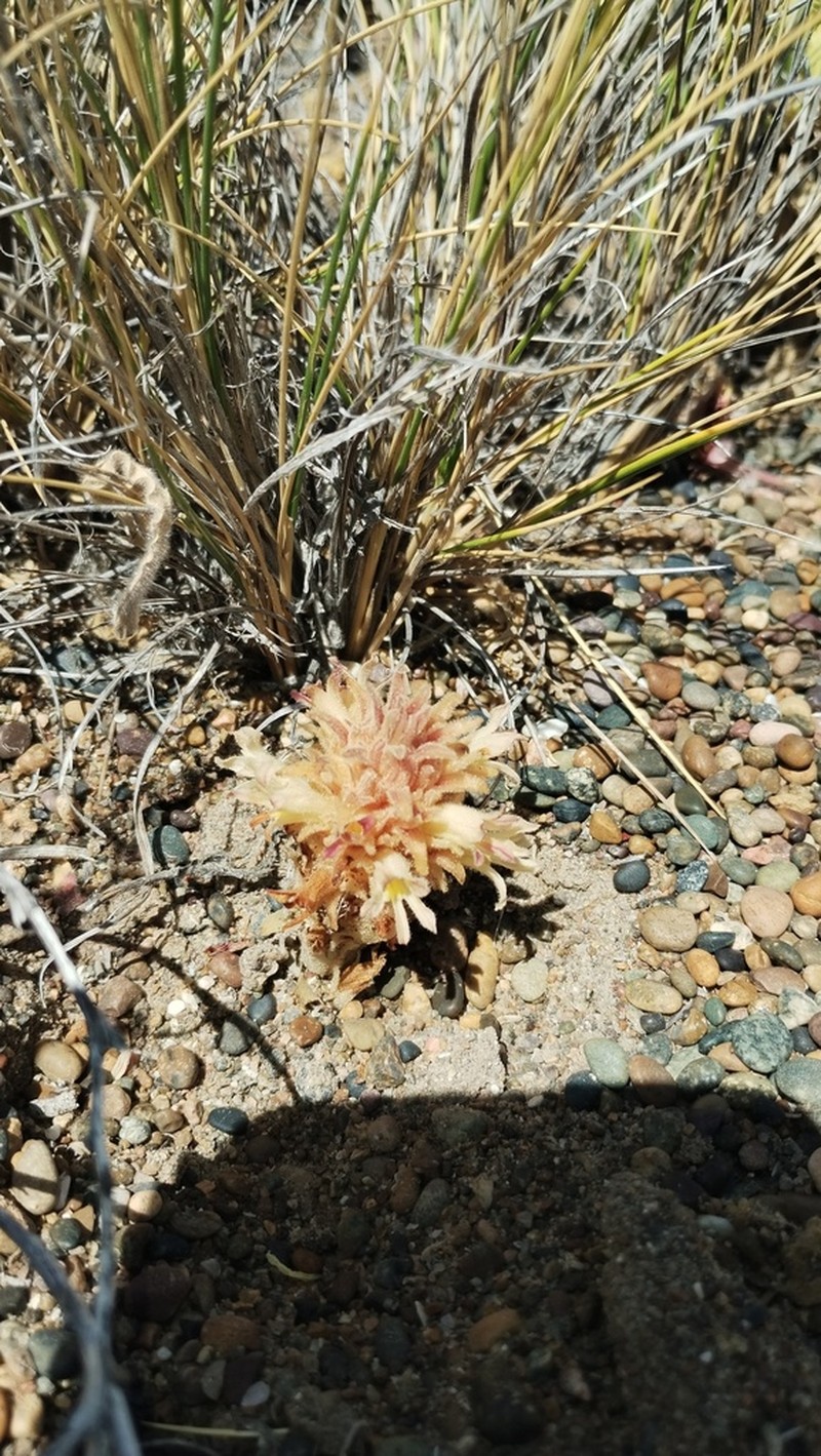 Orobanche chilensis photo 5